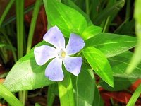 Bigleaf Periwinkle